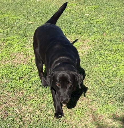 Labrador Retriever for sale by KEIRAPILLY
