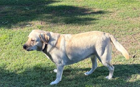 Labrador Retriever for sale by KEIRAPILLY