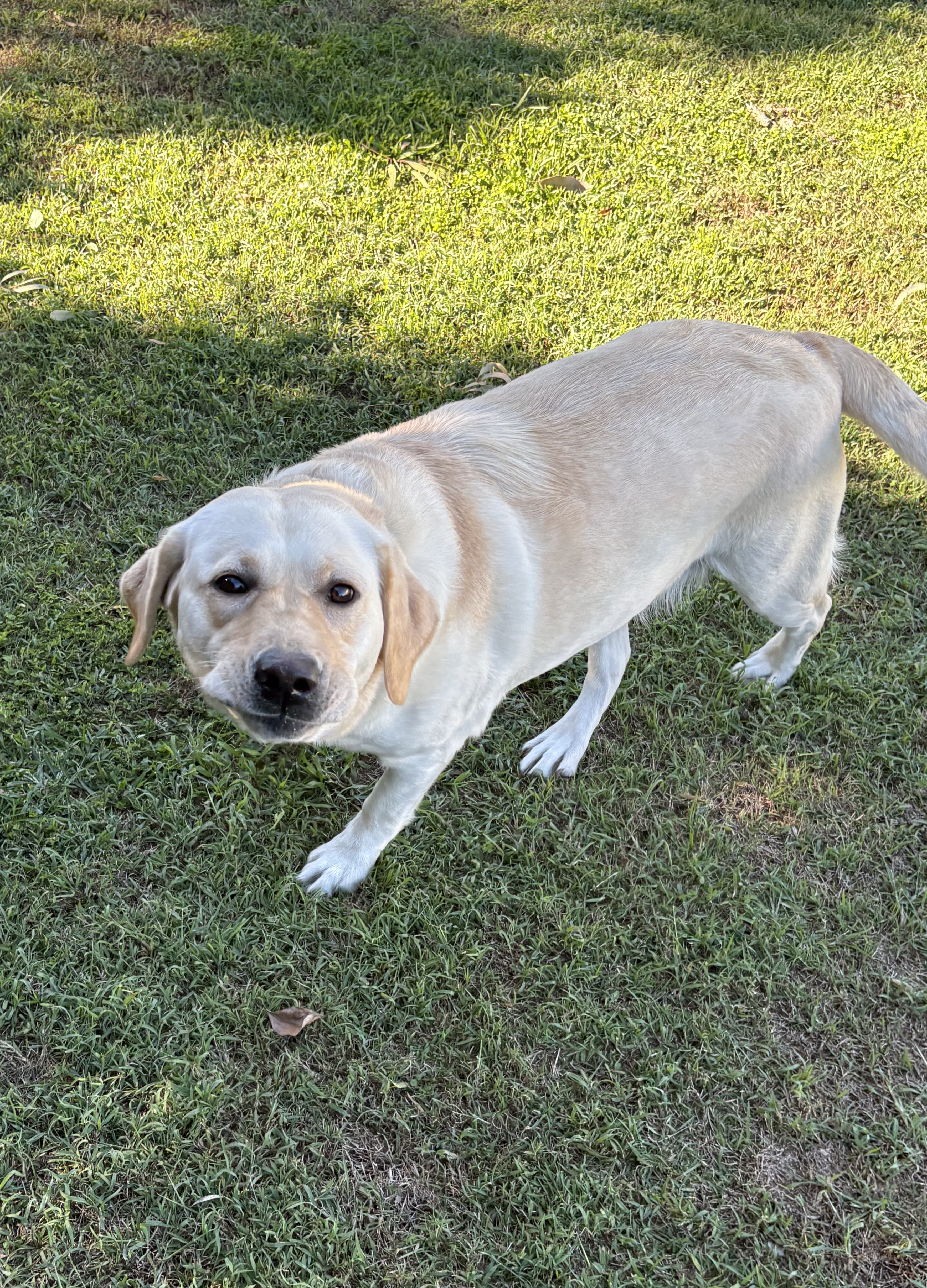 Labrador Retriever for sale by KEIRAPILLY