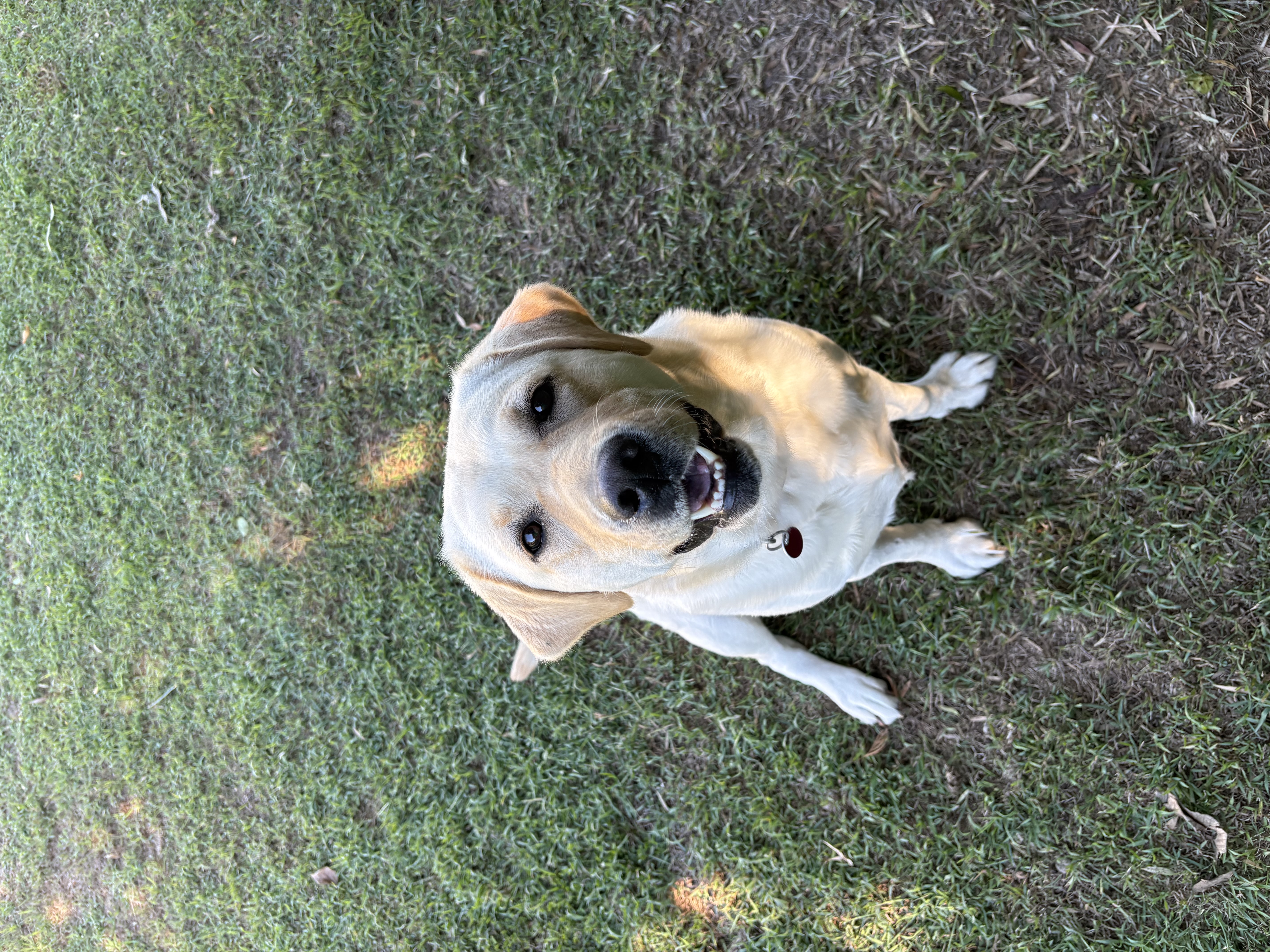 Labrador Retriever puppy for sale by KEIRAPILLY2025