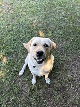 Labrador Retriever puppy for sale by KEIRAPILLY2025