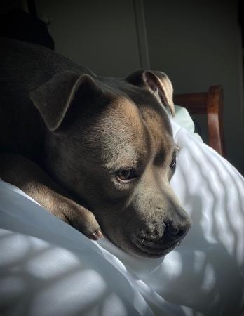 Staffordshire Bull Terrier for sale by BLUBERRYLANE