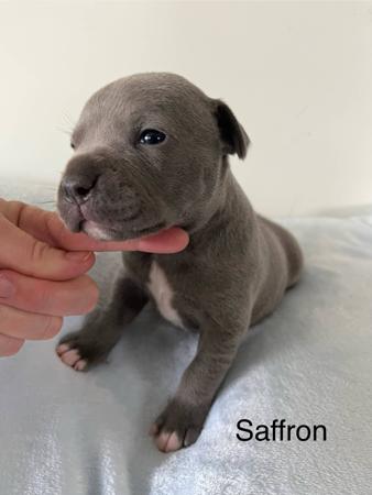 Staffordshire Bull Terrier for sale by BLUBERRYLANE
