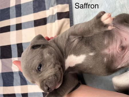 Staffordshire Bull Terrier for sale by BLUBERRYLANE