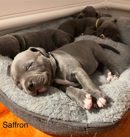 Staffordshire Bull Terrier for sale by BLUBERRYLANE