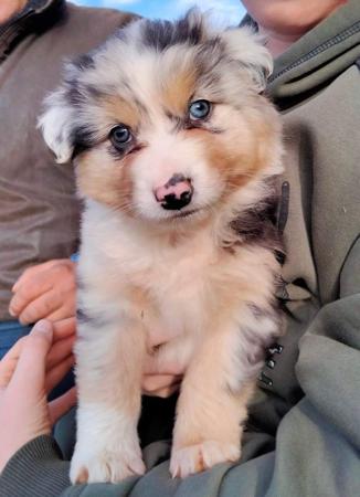 Australian Shepherd for sale by BINGOBA