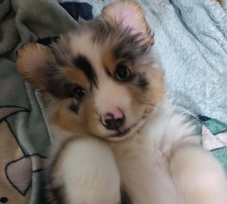 Australian Shepherd for sale by BINGOBA