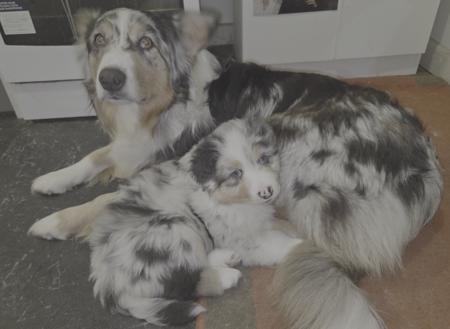 Australian Shepherd for sale by BINGOBA