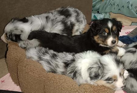 Australian Shepherd for sale by BINGOBA