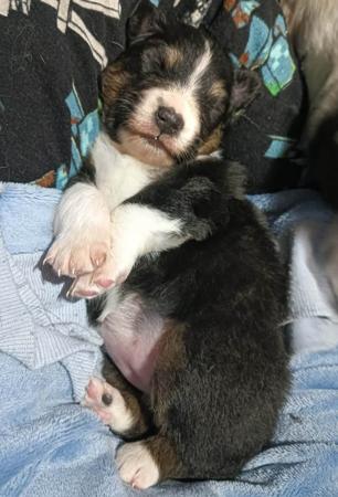 Australian Shepherd for sale by BINGOBA