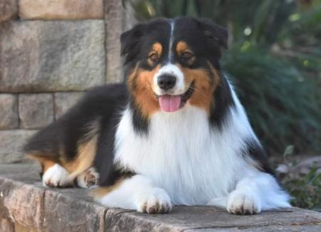 Australian Shepherd for sale by BINGOBA