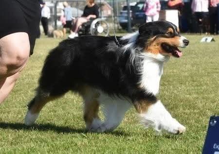 Australian Shepherd for sale by BINGOBA