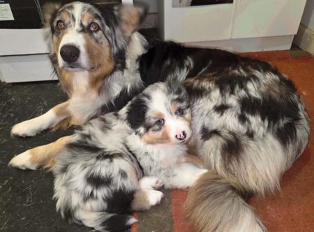 Australian Shepherd puppy for sale by BINGOBA