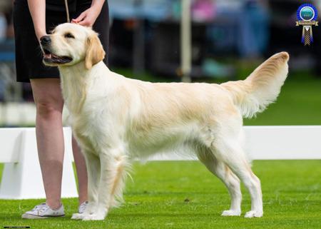 Golden Retriever for sale by AFONTAFWYS