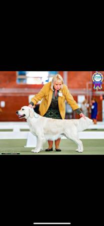 Golden Retriever for sale by AFONTAFWYS