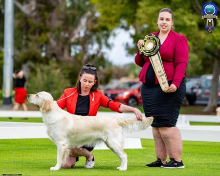 Golden Retriever for sale by AFONTAFWYS