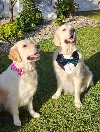 Golden Retriever for sale by AFONTAFWYS