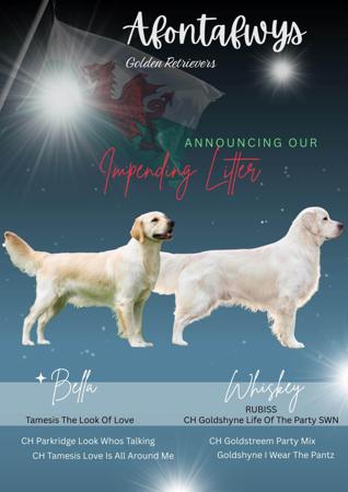 Golden Retriever puppy for sale by AFONTAFWYS