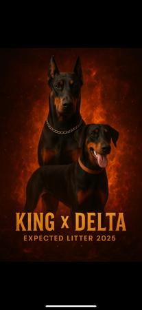 Dobermann for sale by JESSIERAE