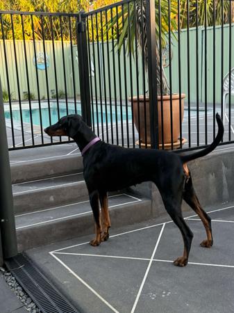 Dobermann for sale by JESSOVIK