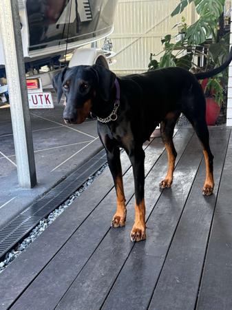 Dobermann for sale by JESSOVIK