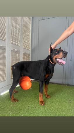 Dobermann for sale by JESSOVIK