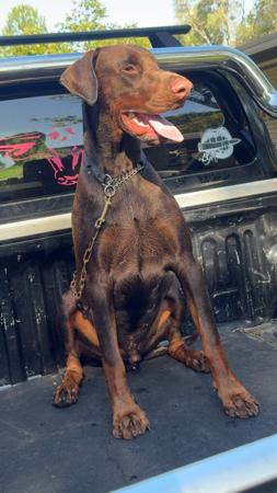 Dobermann for sale by JESSOVIK