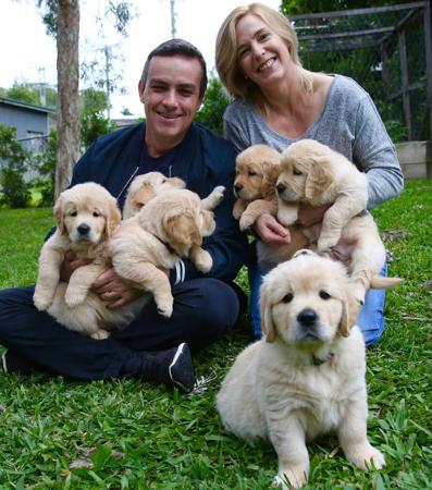 Golden Retriever for sale by CHANELGOLD