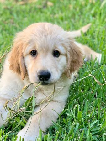 Golden Retriever for sale by CHANELGOLD