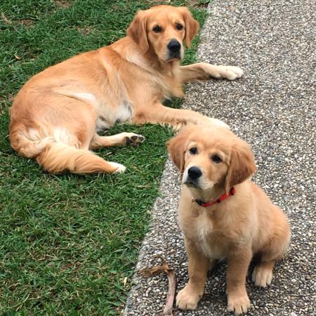 Golden Retriever for sale by CHANELGOLD