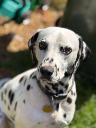 Dalmatian for sale by WESTERNDALS