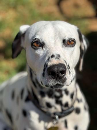 Dalmatian for sale by WESTERNDALS