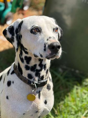 Dalmatian for sale by WESTERNDALS