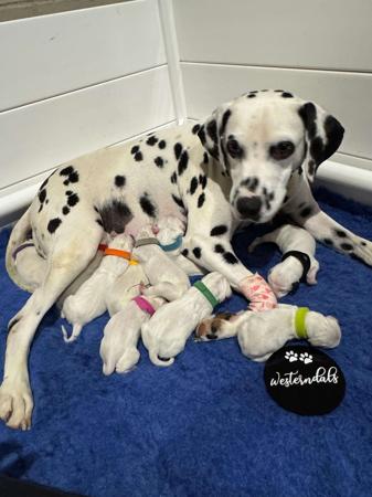 Dalmatian for sale by WESTERNDALS