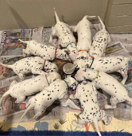 Dalmatian puppy for sale by WESTERNDALMATIANS