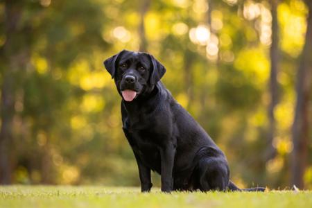Labrador Retriever for sale by MAILUNA