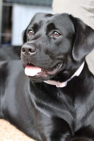 Labrador Retriever for sale by MAILUNA