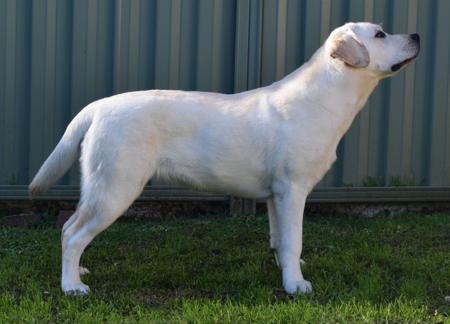 Labrador Retriever for sale by MAILUNA