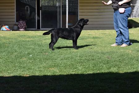 Labrador Retriever for sale by MAILUNA