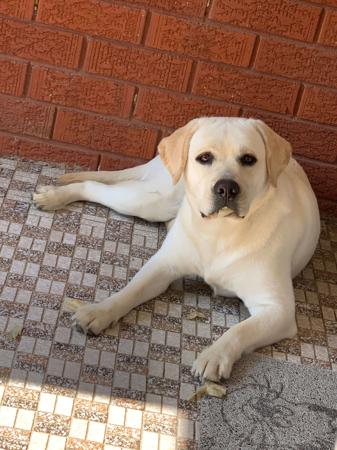 Labrador Retriever for sale by MAILUNA