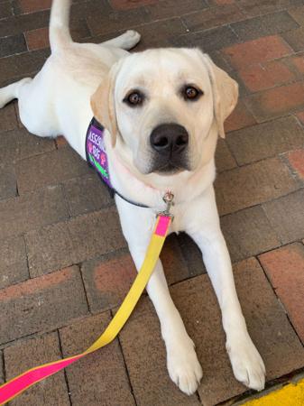 Labrador Retriever for sale by MAILUNA