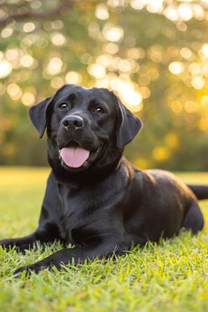 Labrador Retriever for sale by MAILUNA