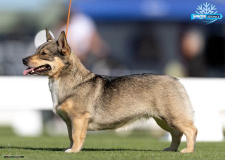 Swedish Vallhund for sale by LUHUND