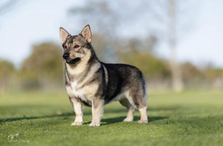 Swedish Vallhund for sale by LUHUND