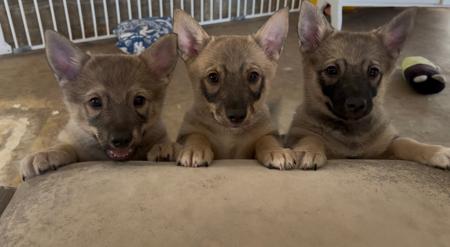 Swedish Vallhund for sale by LUHUND