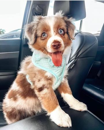 Miniature American Shepherd for sale by ROCKYTOPP