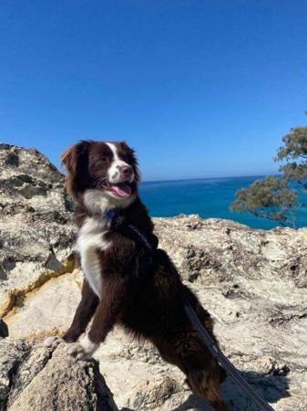 Miniature American Shepherd for sale by ROCKYTOPP