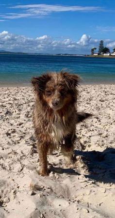 Miniature American Shepherd for sale by ROCKYTOPP