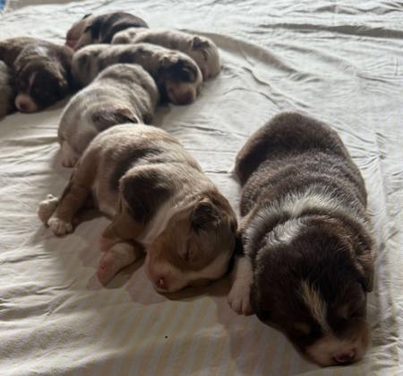 Miniature American Shepherd for sale by ROCKYTOPP