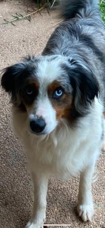 Miniature American Shepherd for sale by ROCKYTOPP